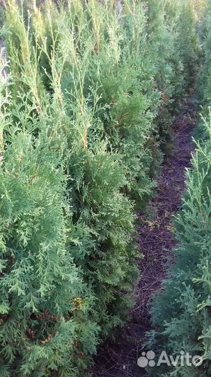 Туи Колумна, Смарагд,самшит ель