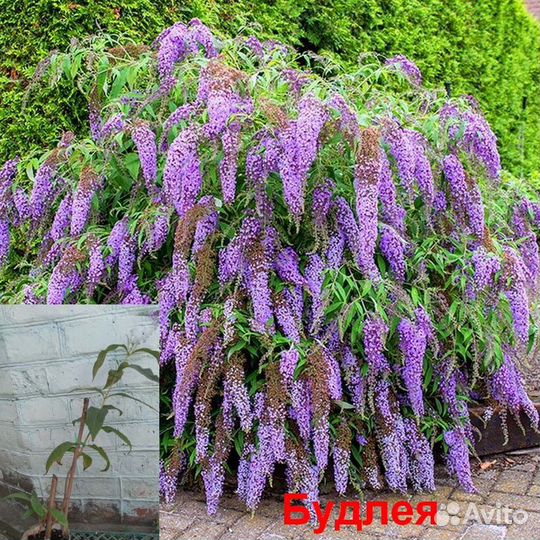 Садовые многолетники