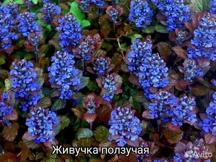 Многолетние цветы