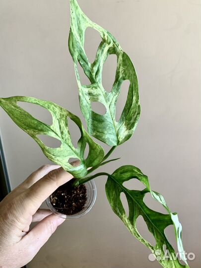 Монстера Адонсони Минт Индонезия
