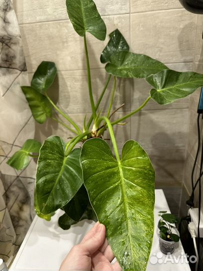 Филодендрон гигантум вариегатный