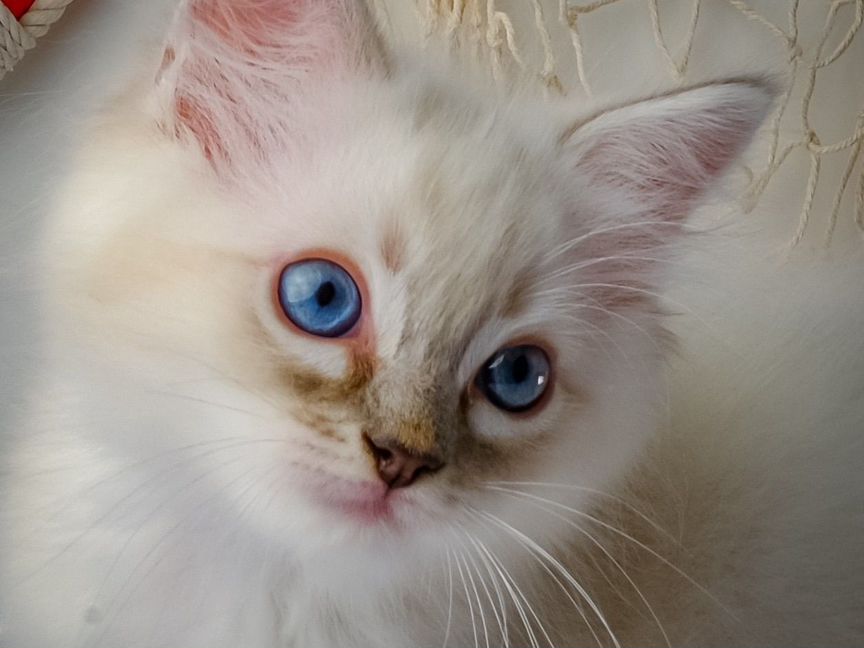 Рэгдолл (ragdoll) котенок-мальчик от питомника