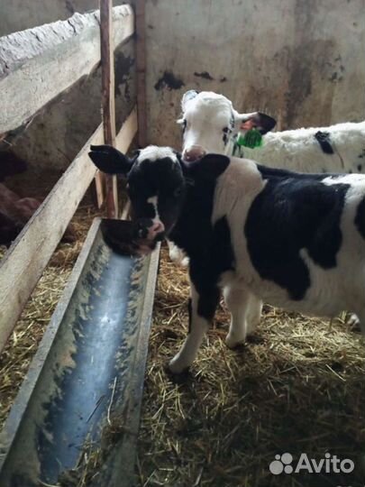 Бычки и телята