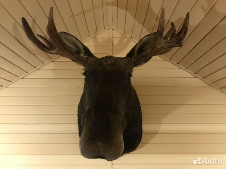 Продам чучело головы лося