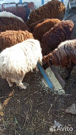 Овцы бараны ягнята