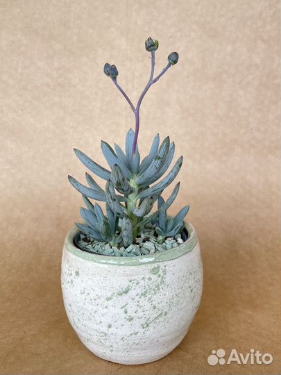 Крестовник серпенс