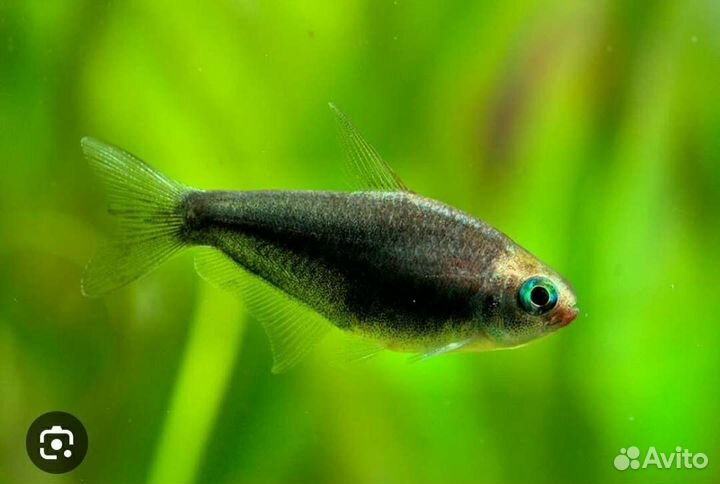 Тетра Королевская чёрная