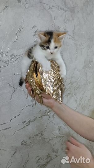 Котята