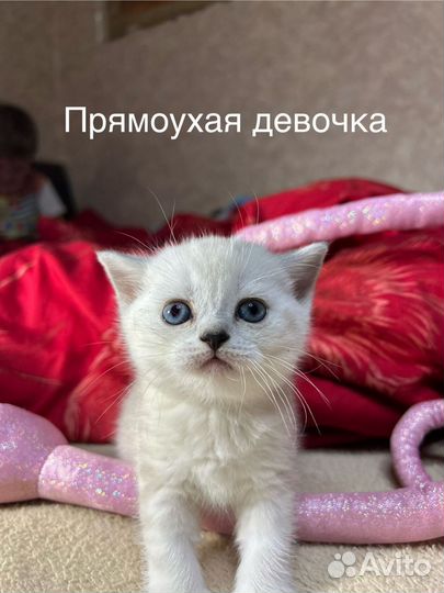 Шотландские котята