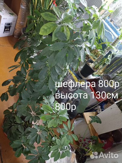 Шефлера, асплениум, филодендрон