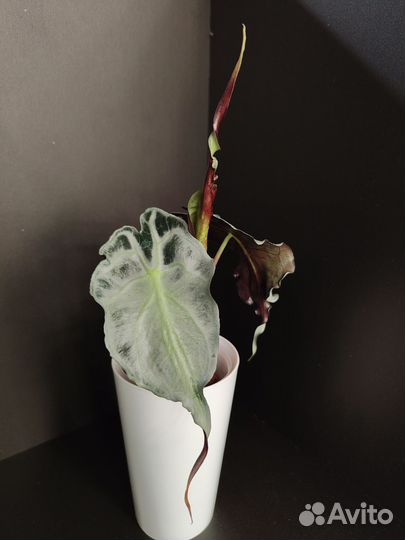 Алоказия веном, клубни