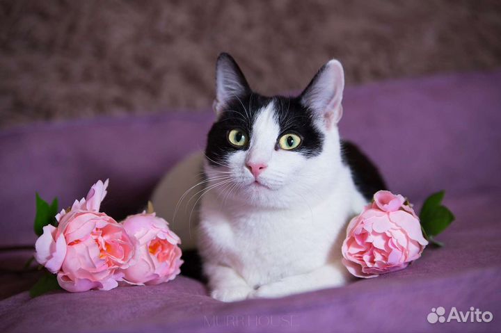 Нежная кошечка Мерсэдес ждёт мамочку