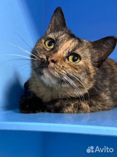 Ласковая кошка Дарси ждёт семью в боксе приюта