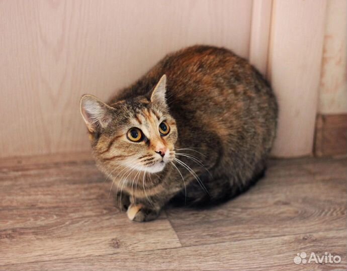 Кошка Исида ищет дом