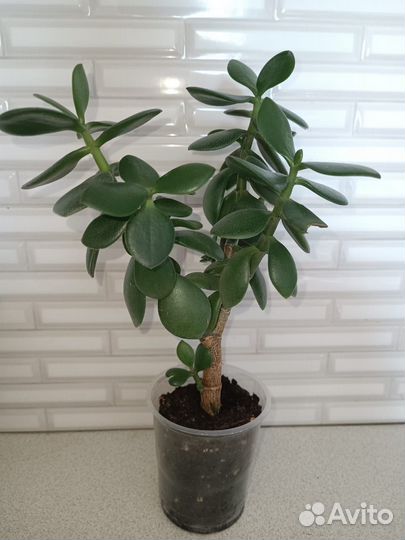 Комнатные растения Сингониум, Монстера