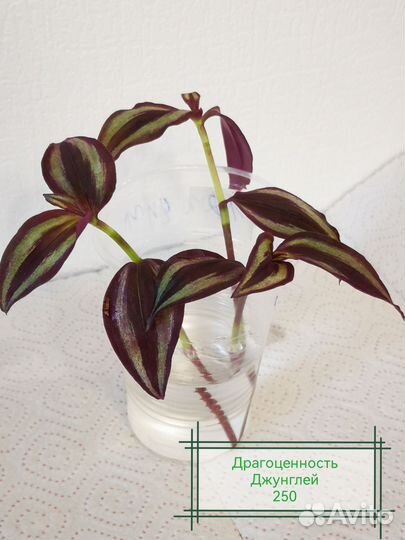 Традесканция, гибазис, фата невесты, нанук