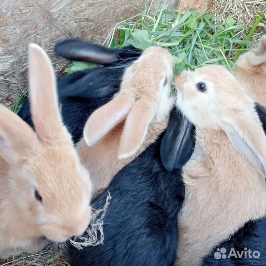 Кролики крольчата