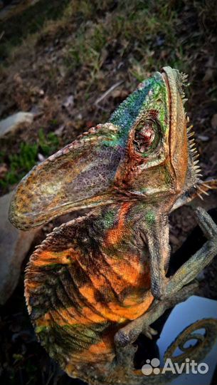 Чучело Йеменского хамелеона