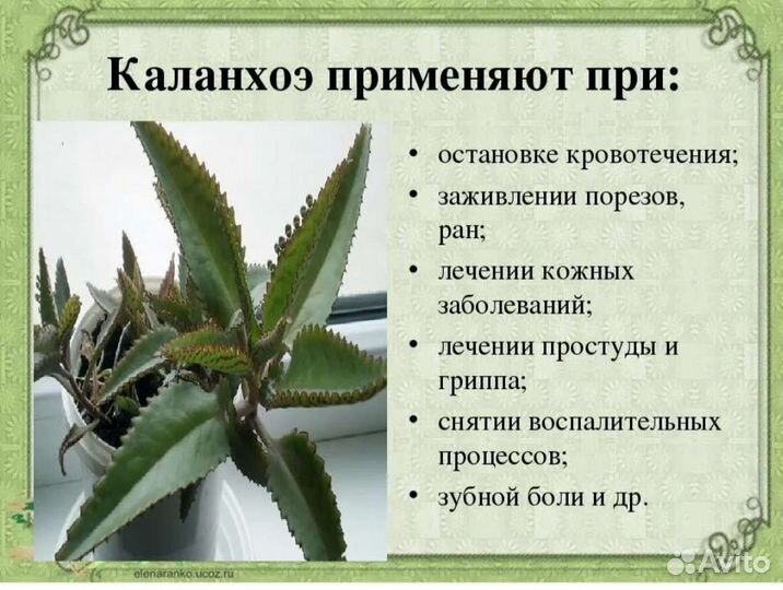 Каланхоэ лечебное