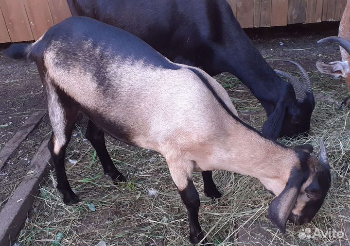 Козочка 3.5 месяца