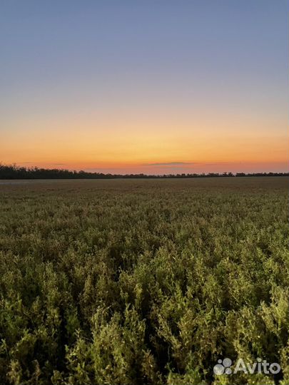 Чечевица красная