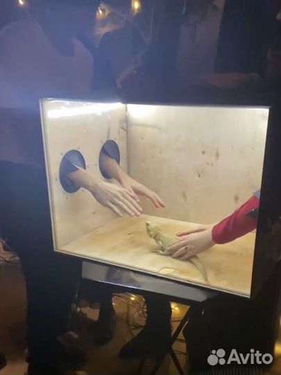 Ящик для игры «Кажется нашупал» Клик Клак