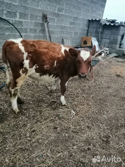 Телёнок на племя