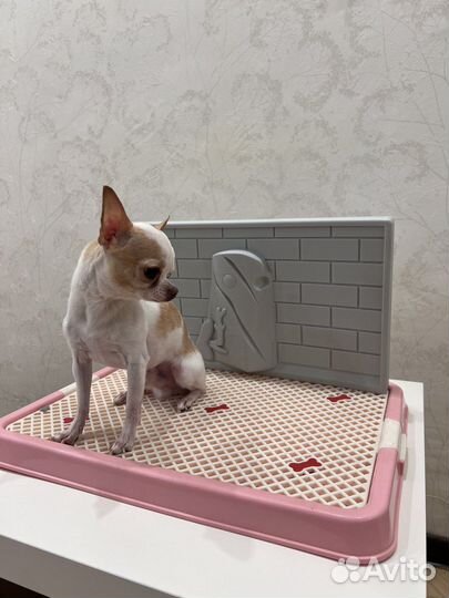Лоток для собак со стенкой