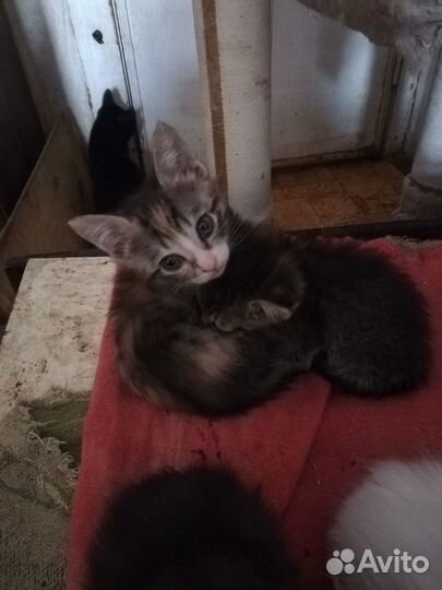Ангорские котята, 6 мес