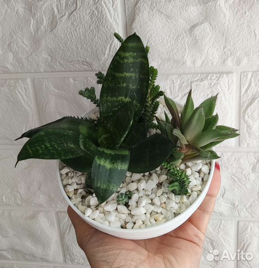 Наборы суккулентов, суккулентный садик, флорариум