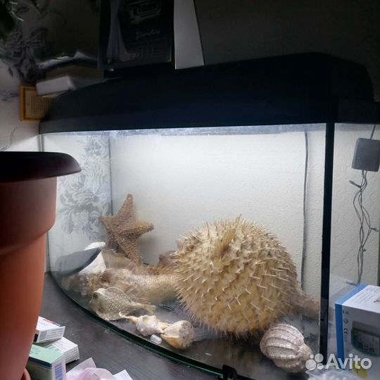 Аквариум телевизор