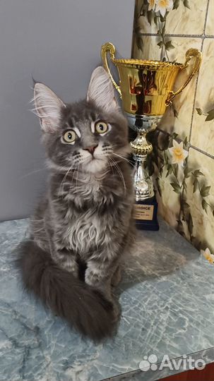 Котята Мейн-Кун из питомника Мальчик