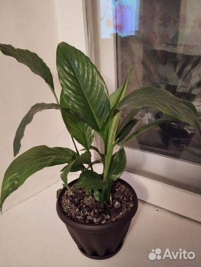 Спатифиллум