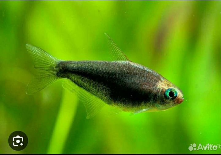 Тетра Фонарик, Королевская чёрная, Голубоглазка