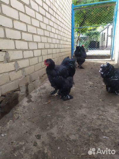 Кохинхин мраморный