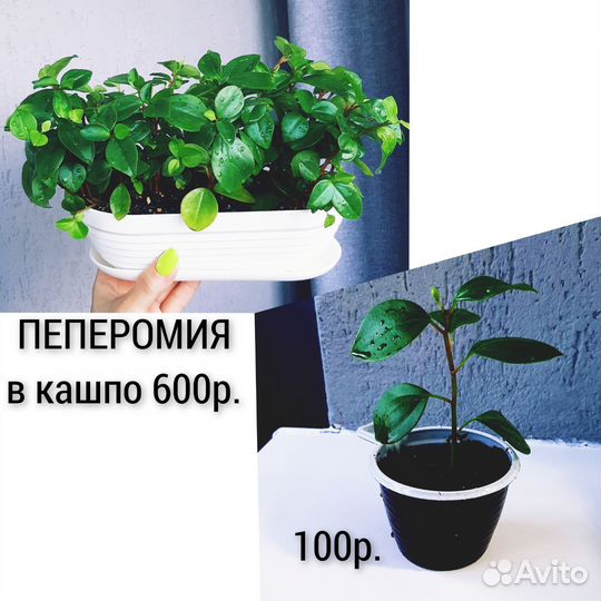 Домашние цветы