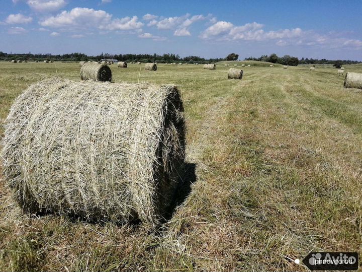 Сено рулоны 2023