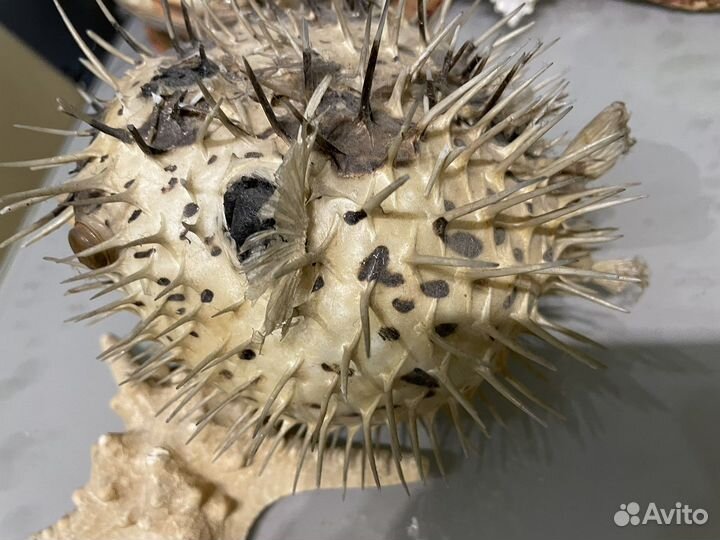 Чучело моского моского ежа, ракушки