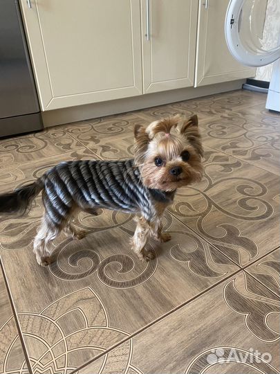 Йорк мини вязка