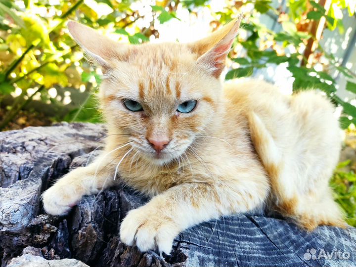 Котенок мальчик в добрые руки