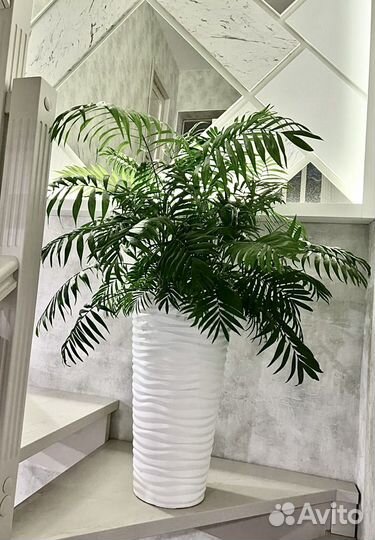 Пальма хамедорея