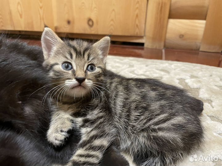 Котенок в добрые руки