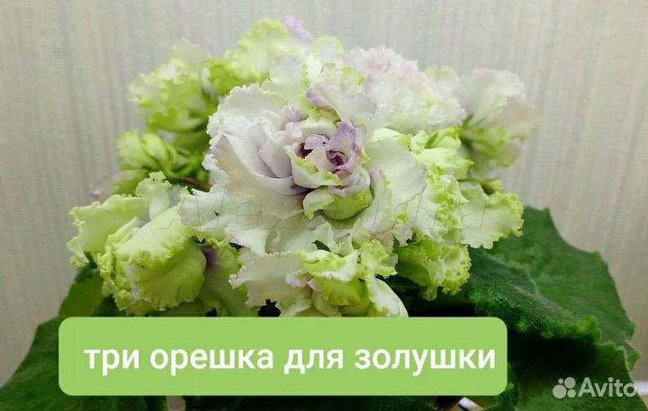 Фиалки сортовые пасынки и детки