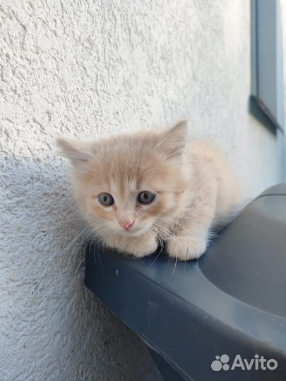 Котята в добрые заботливые руки