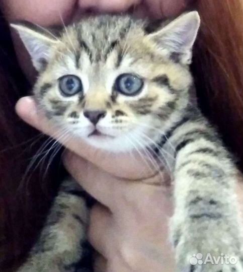 Британские котята