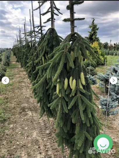 Ель Инверса