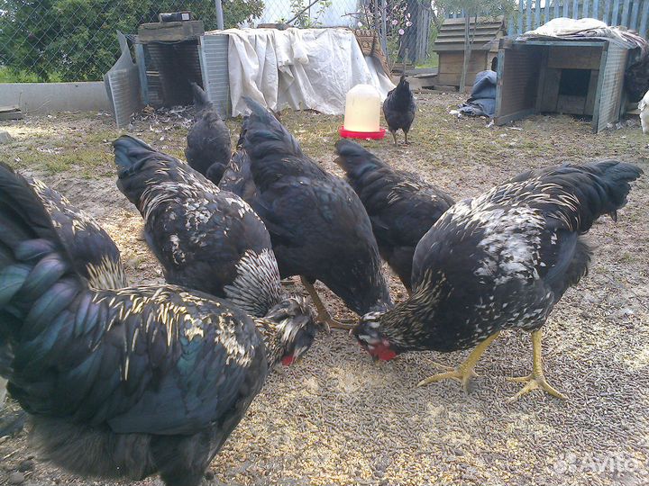 Молодые петушки