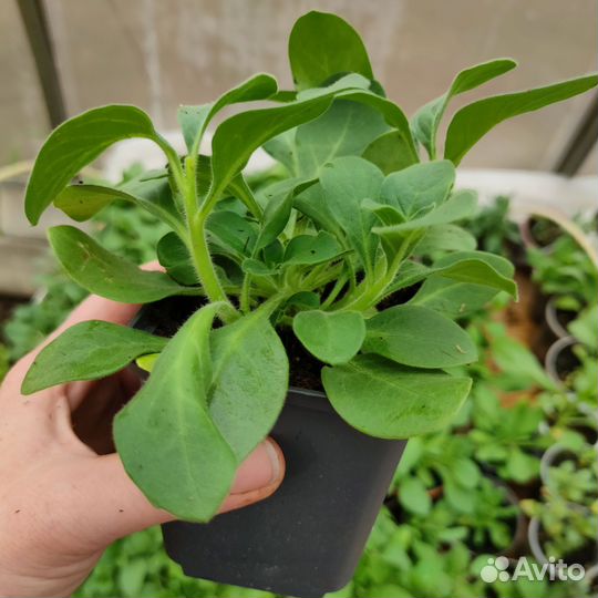 Петунья, лобелия(синяя), вербейник монетчатый