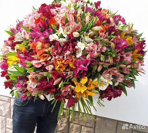 Тюльпаны 25 51 101 Тюльпан