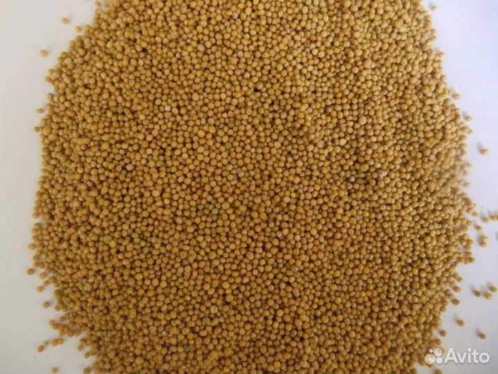 Семена горчицы